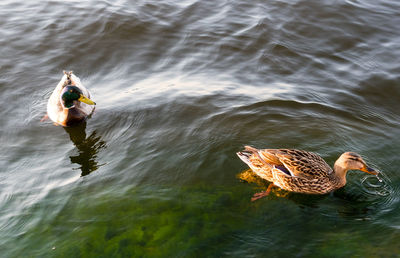 High angle view of man swimming in lake