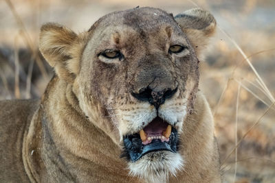 Zambia Lioness