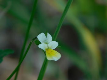 Close-up of white flowers blooming outdoors