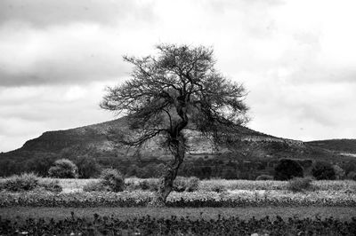 Trees on field against sky