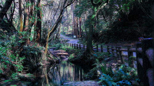 View of river amidst trees in forest