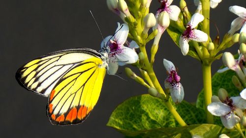 Close-up of butterfly pollinating on purple flower