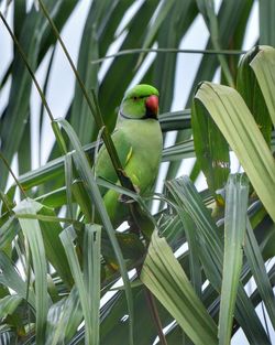 Bird perching on a plant