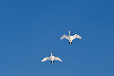 Mute swans flying at a blue sky