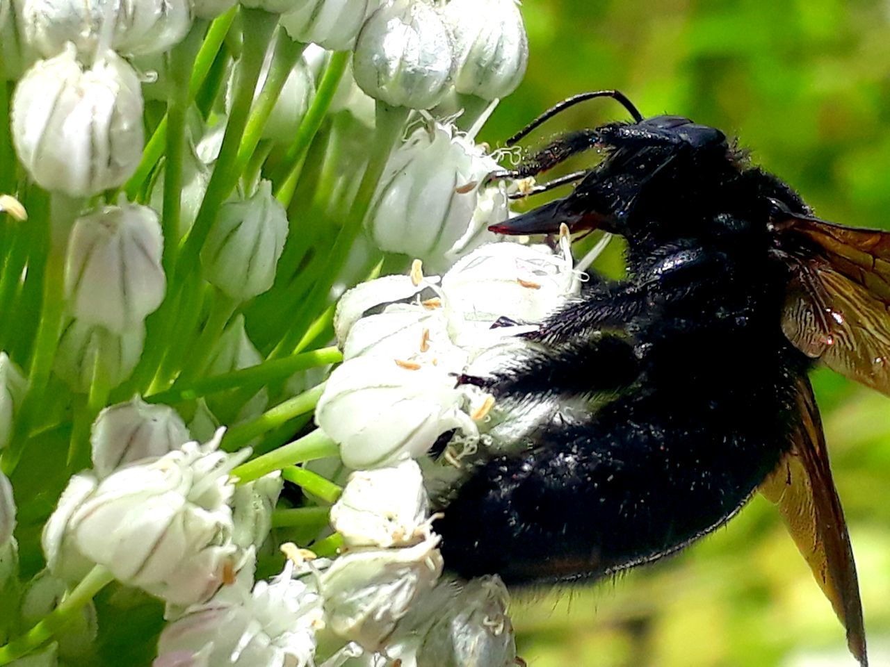 CLOSE-UP OF BEE ON FLOWER