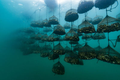 Oyster farm, ishikawa, notojima , japan