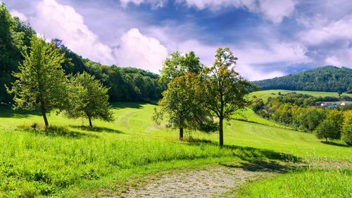 Trees on field against sky