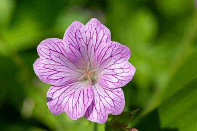 Macro shot of an oxford geranium flower in bloom