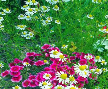 High angle view of pink flowering plants on field