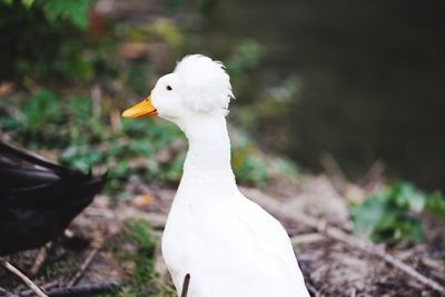 Close-up of a bird on field