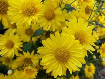 Close-up of yellow flowers