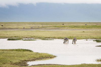 View of horse on landscape