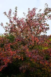 Low angle view of pink flowers on tree