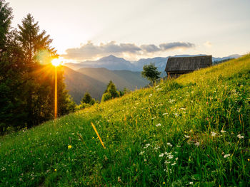 Scenic view of grassy field against sky