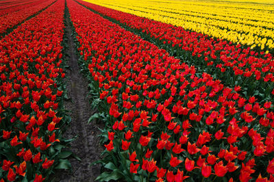 Red flowers