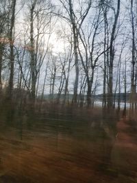 View of bare trees in forest