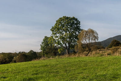 Trees on field against sky