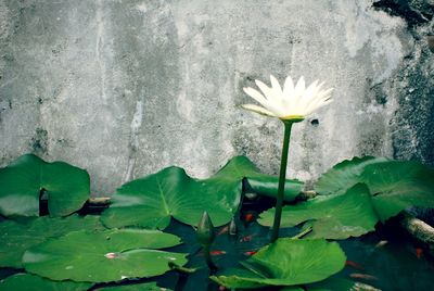 Close-up of white flowers