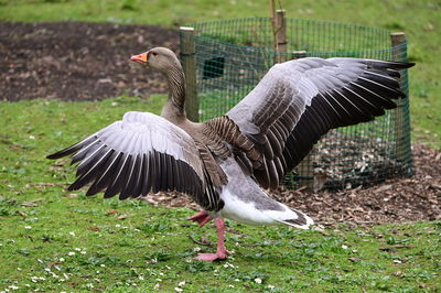 Bird flying in a field