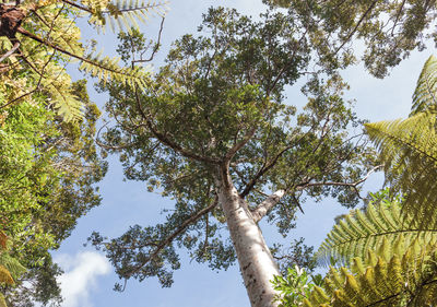 Low angle view of trees against sky