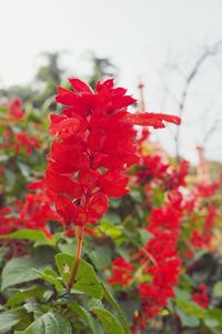 Close-up of red flowers blooming outdoors