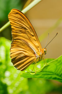 Close-up of butterfly pollinating flower