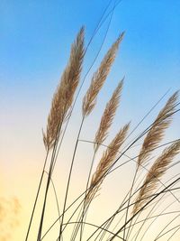 Low angle view of wheat growing on field against clear blue sky