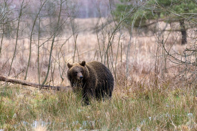 View of an animal on land