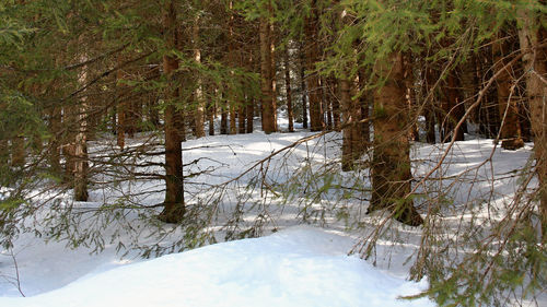 Scenic view of snow covered field