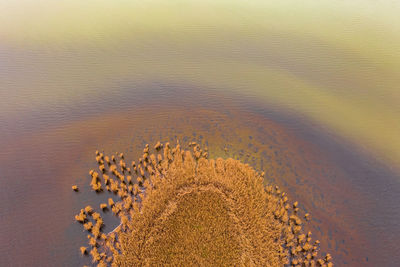 High angle view of tree on beach