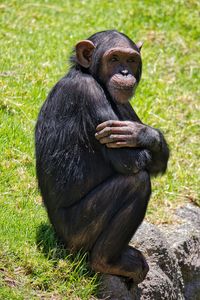 Close-up of monkey sitting on grassy field