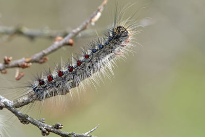 Close-up of insect on plant