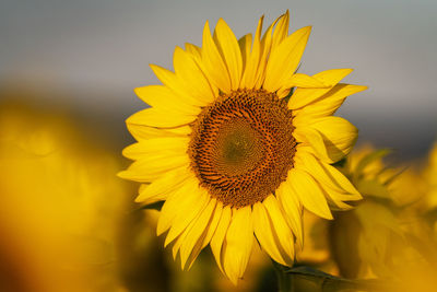 Sunflower portrait in a summer day.