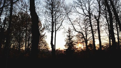 Silhouette trees in forest against sky during sunset