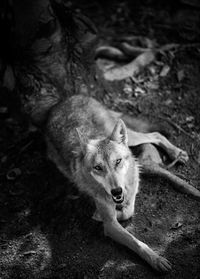 Close-up portrait of wolf sitting outdoors