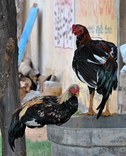 Rooster in zoo