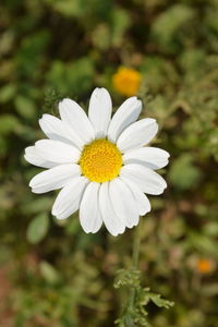 Close-up of flower blooming outdoors