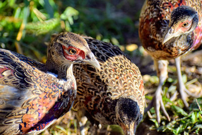 Close-up of a group of ringneck pheasant