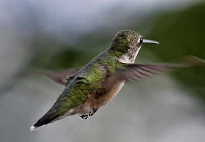 Rufous hummingbird hovers over the feeder