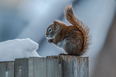 Close-up of squirrel on wood