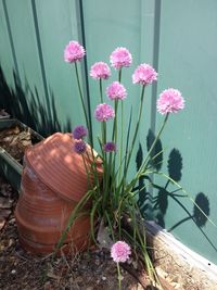 Close-up of pink flowers