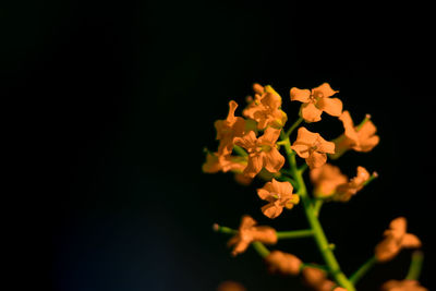 Close-up of yellow flowering plant against black background