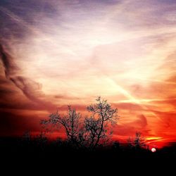 Silhouette of trees at sunset