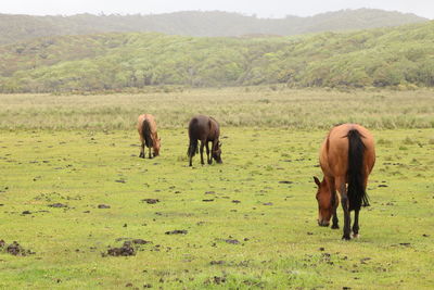 Horses grazing on field