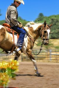 Rear view of woman riding horse