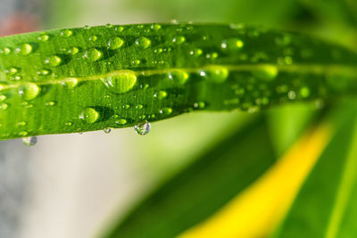 Close-up of water drops on green leaves during rainy season