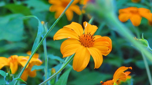 Close-up of orange flower