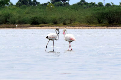 Birds in lake