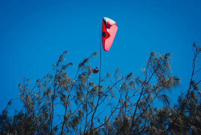 Low angle view of red kite on tree against clear blue sky during sunny day