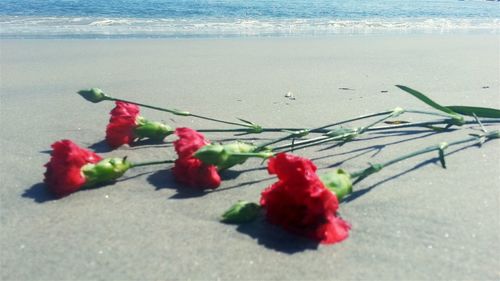 Close-up of red rose on white background